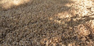 Nuevos Conocimientos Residuo de la industria cervecera podría incorporarse en la dieta de la producción de cerdos