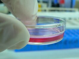 Utilizan microondas y ensayan una terapia localizada para atacar tumores Ensayo de laboratorio con una técnica para eliminar tumores