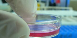 Ciencia y Tecnología Utilizan microondas y ensayan una terapia localizada para atacar tumores Ensayo de laboratorio con una técnica para eliminar tumores