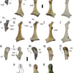 imagen de restos fósiles