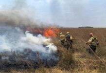 PUBLICACIÓN EN REVISTA INTERNACIONAL Caracterizaron la frecuencia y distribución de incendios en Corrientes entre 2001 y 2022 y la respuesta de la vegetación Según explica Neiff, la continuidad de los incendios en la zona es prueba de que continúa la sequía.