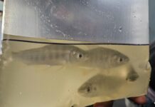 TRANSFERENCIA AL MEDIO Sábalos de un proyecto de innovación de la UNNE se utilizaron como carnadas en la Fiesta del Surubí