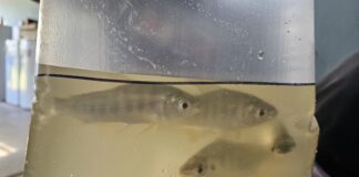 TRANSFERENCIA AL MEDIO Sábalos de un proyecto de innovación de la UNNE se utilizaron como carnadas en la Fiesta del Surubí