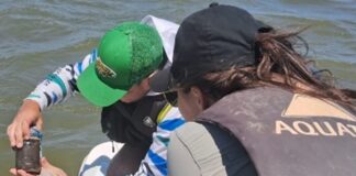 MONITOREO DEL RECURSO Confirman éxito reproductivo de los peces del río Paraná