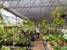 Desarrollan un prototipo para el monitoreo de condiciones ambientales en invernaderos con tecnología IoT