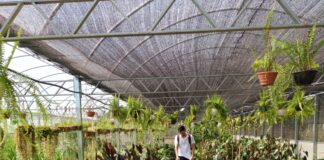 TRABAJO FINAL DE CARRERA Desarrollan un prototipo para el monitoreo de condiciones ambientales en invernaderos con tecnología IoT