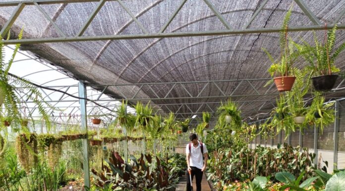 TRABAJO FINAL DE CARRERA Desarrollan un prototipo para el monitoreo de condiciones ambientales en invernaderos con tecnología IoT