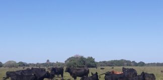 24 Y 25 DE AGOSTO “ReproNEA-2023”, un evento de la UNNE para promover tecnologías reproductivas en la ganadería regional