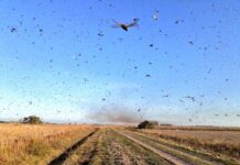 SECTOR PRODUCTIVO El SENASA lanzó una alerta para el norte del país por una plaga de langostas