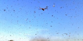 SECTOR PRODUCTIVO El SENASA lanzó una alerta para el norte del país por una plaga de langostas