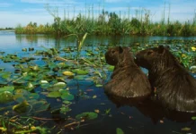 MARÍA ELINA SERRANO, ESPECIALISTA AMBIENTAL, SOBRE LA LEY DE HUMEDALES «Las provincias deben ser protagonistas, es muy difícil hacer una ley desde las grandes ciudades»