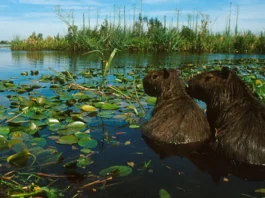 «Las provincias deben ser protagonistas, es muy difícil hacer una ley desde las grandes ciudades»