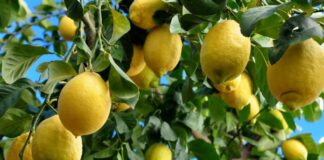 Buscan estimar el crecimiento de frutos de limón en plantaciones de Corrientes