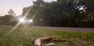 Impulsan normativa para revertir el atropellamiento de fauna silvestre