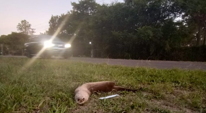 Impulsan normativa para revertir el atropellamiento de fauna silvestre