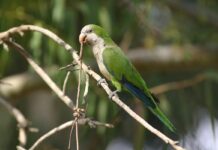 PSITACOSIS Alertan por aumento de neumonías atípicas causadas por aves de compañía