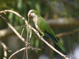 Alertan por aumento de neumonías atípicas causadas por aves de compañía