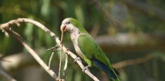 PSITACOSIS Alertan por aumento de neumonías atípicas causadas por aves de compañía