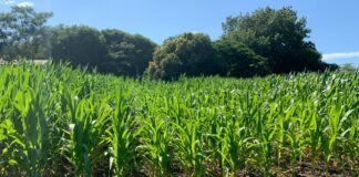 FACULTAD DE CIENCIAS AGRARIAS Con uso de termografía, buscan estimar incidencia de estrés hídrico en el rendimiento del maíz