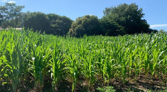FACULTAD DE CIENCIAS AGRARIAS Con uso de termografía, buscan estimar incidencia de estrés hídrico en el rendimiento del maíz