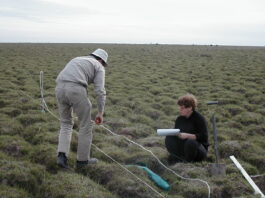 Revista internacional publica estudio que busca aportar a la planificación sostenible de la expansión forestal sobre malezales
