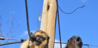 Perros y electrocuciones, dos amenazas preocupantes para la conservación de los monos carayá