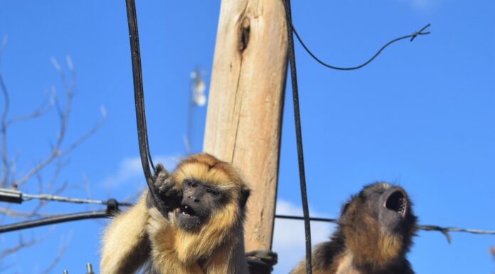 Perros y electrocuciones, dos amenazas preocupantes para la conservación de los monos carayá