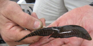 PROYECTO DEL INSTITUTO DE ICTIOLOGÍA Especialistas de la UNNE llevarán a cabo el primer criadero de carnada viva a gran escala de Corrientes