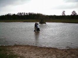 Realizan el primer registro morfológico de polen de sedimentos del Iberá