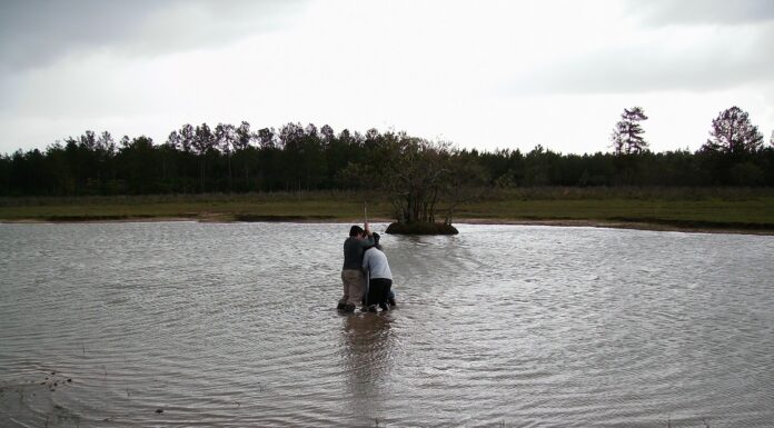 Realizan el primer registro morfológico de polen de sedimentos del Iberá
