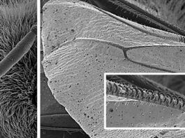 Publican protocolos para el estudio de muestras con Microscopía Electrónica de Barrido