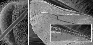 Herramienta de Investigación Publican protocolos para el estudio de muestras con Microscopía Electrónica de Barrido