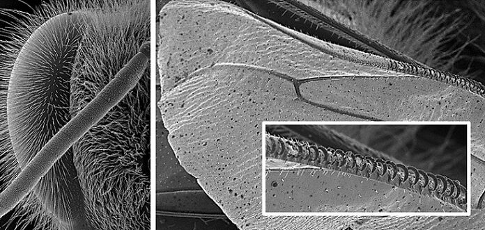 Herramienta de Investigación Publican protocolos para el estudio de muestras con Microscopía Electrónica de Barrido