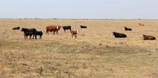 CORRIENTES Plantean opciones de manejo del recurso forrajero para el periodo invernal