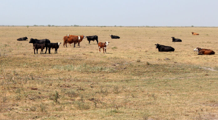 CORRIENTES Plantean opciones de manejo del recurso forrajero para el periodo invernal