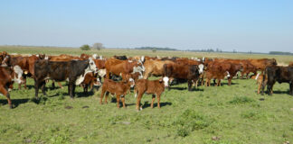 Ante escenarios de déficit de pasturas, plantean opciones de manejo del recurso forrajero para el periodo invernal
