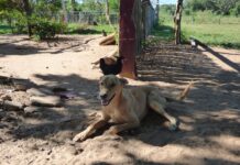 CONSERVACIÓN DE LA BIODIVERSIDAD Perros en áreas protegidas: promueven pautas de manejo para evitar que sean amenazas a la fauna silvestre