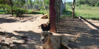 CONSERVACIÓN DE LA BIODIVERSIDAD Perros en áreas protegidas: promueven pautas de manejo para evitar que sean amenazas a la fauna silvestre