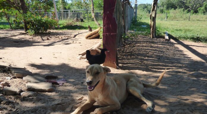 CONSERVACIÓN DE LA BIODIVERSIDAD Perros en áreas protegidas: promueven pautas de manejo para evitar que sean amenazas a la fauna silvestre