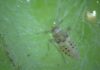Identifican la densidad óptima de insectos para el control biológico del repollito de agua