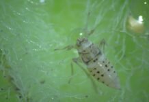 Identifican la densidad óptima de insectos para el control biológico del repollito de agua