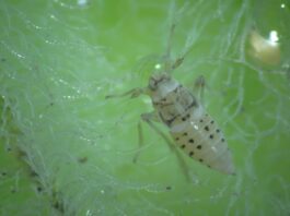 Identifican la densidad óptima de insectos para el control biológico del repollito de agua