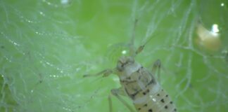 PUBLICACIÓN EN REVISTA INTERNACIONAL Identifican la densidad óptima de insectos para el control biológico del repollito de agua