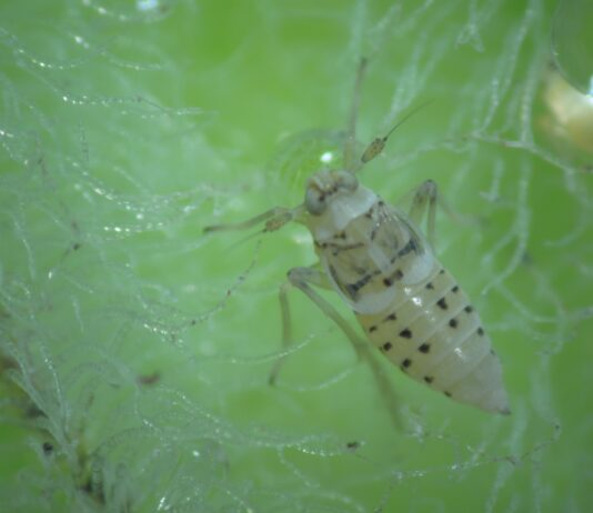 Identifican la densidad óptima de insectos para el control biológico del repollito de agua