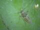 Identifican la densidad óptima de insectos para el control biológico del repollito de agua