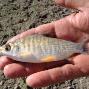 portada-juvenil-de-sabalo