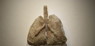 SALA DEL SOL Se inaugura en el CCU la muestra “Patrimonio Contemporáneo UNNE” "La fibra vegetal 2" obra de Fabiana Larrea