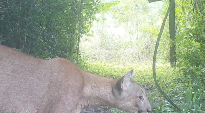 TRABAJO DE INVESTIGACIÓN Actualizan el área de distribución del puma en la provincia de Corrientes