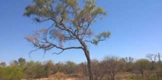 CIENCIA Y AMBIENTE Asegurar la conectividad entre fragmentos de bosques y áreas protegidas es clave para la sustentabilidad del quebracho blanco