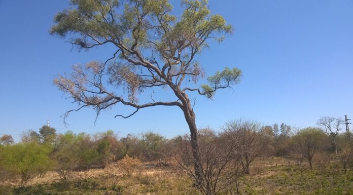 CIENCIA Y AMBIENTE Asegurar la conectividad entre fragmentos de bosques y áreas protegidas es clave para la sustentabilidad del quebracho blanco